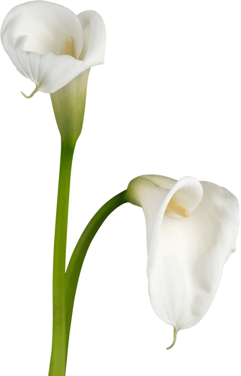 Calla lily