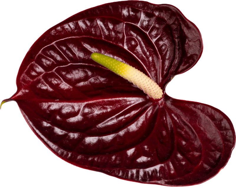 Anthurium flower